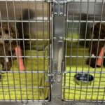 のまた犬猫病院