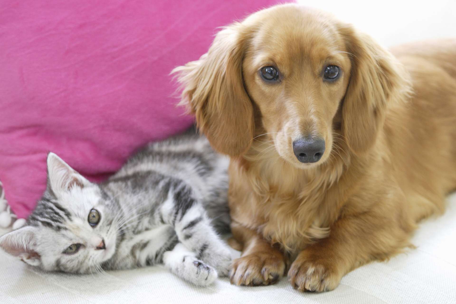 うめ・くりペット診療所