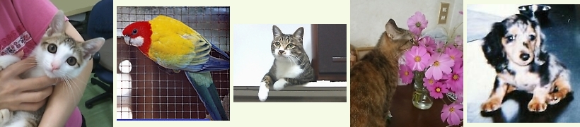 オカダ動物病院