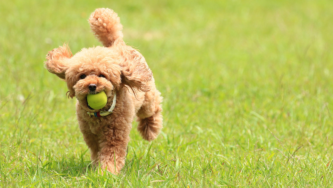 ほしの動物病院