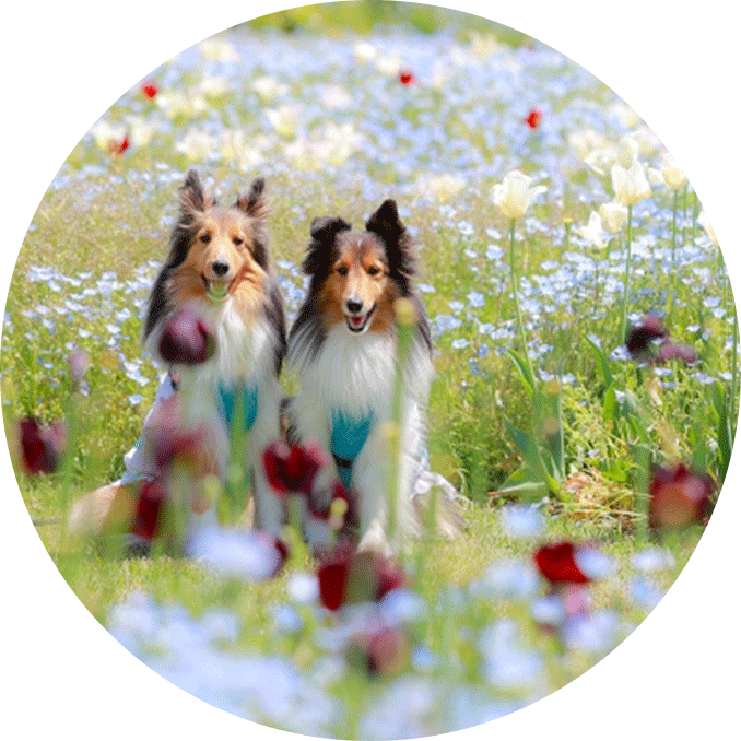 ほしの動物病院