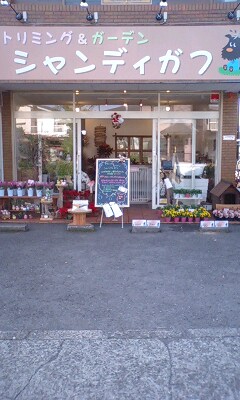 シャンディガフ