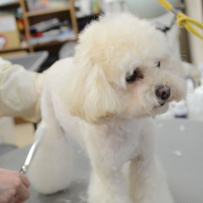 ペットサロンキッズゥ