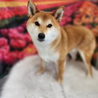 grooming &hotel wankoro犬衣亀岡本店