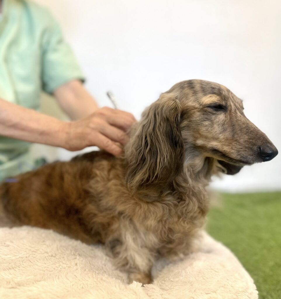 いぬねこ治療院／hitotoinu+nekoru