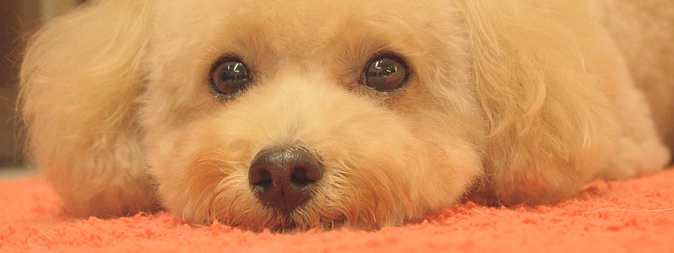 ペットケアサロン i&pet