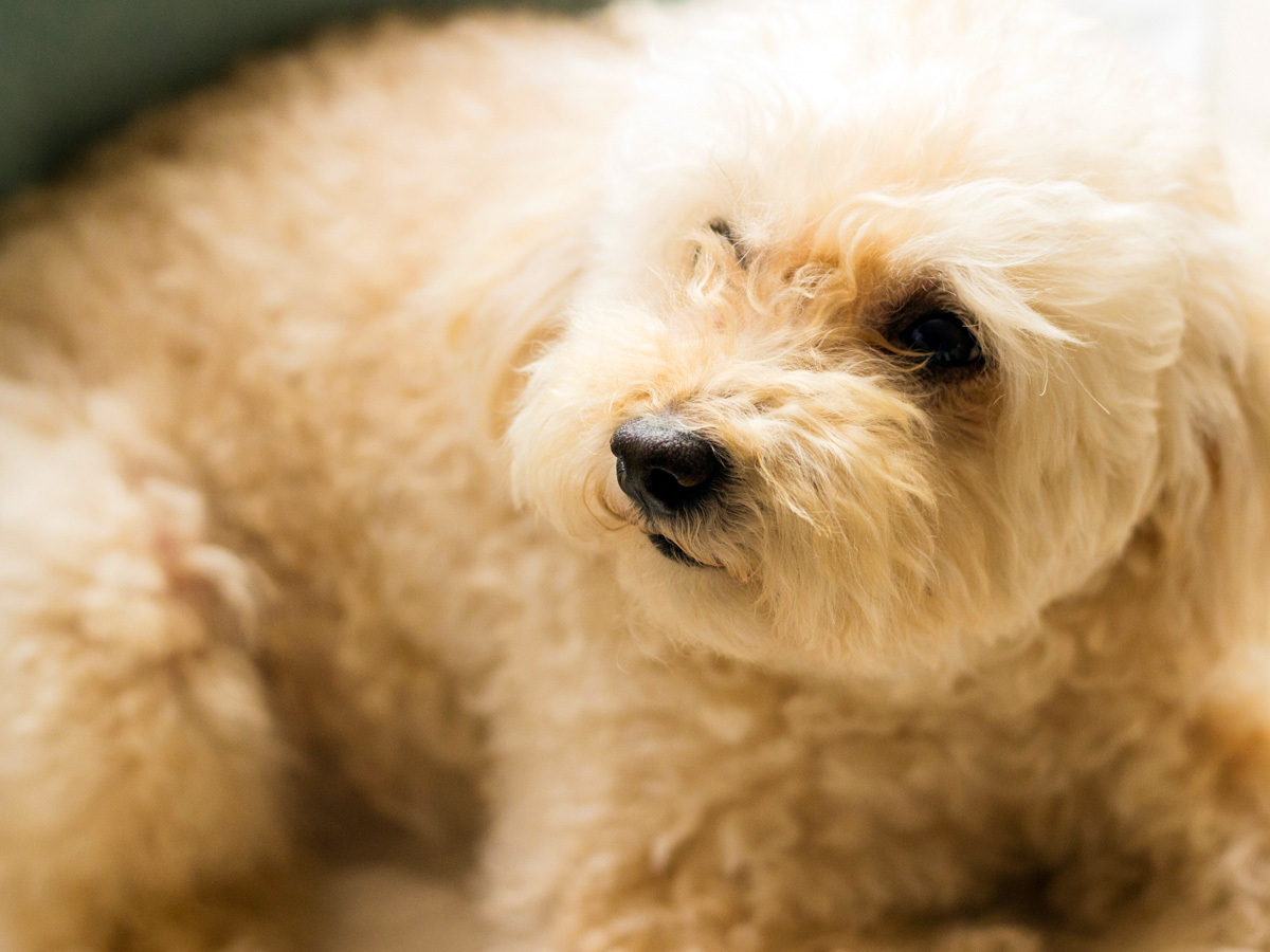 ペットラウンジ lechien