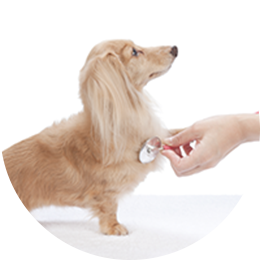 あらきmam動物病院