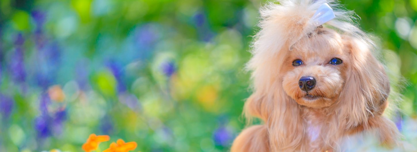 トリミングサロンnid 青葉台店