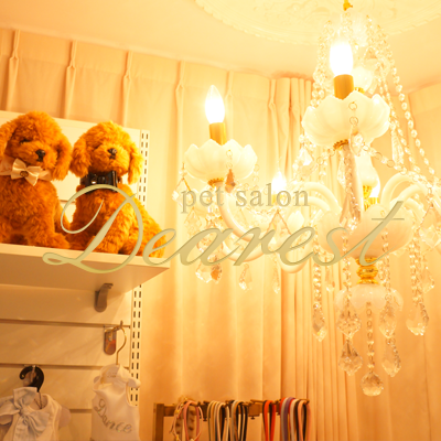 pet salon Dearest