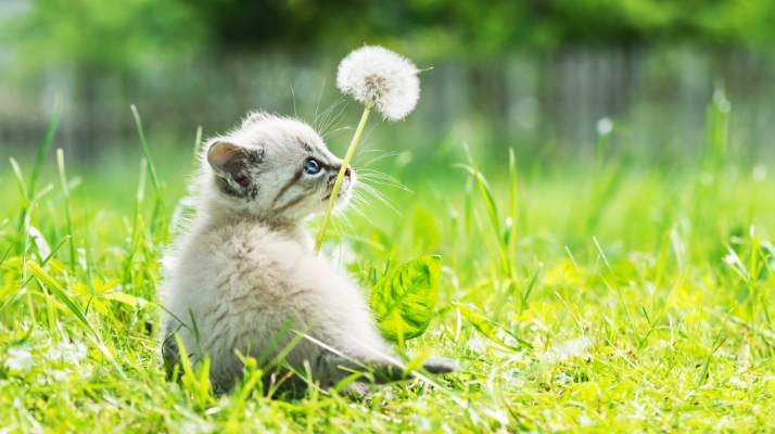 ペットシッターpuri furi