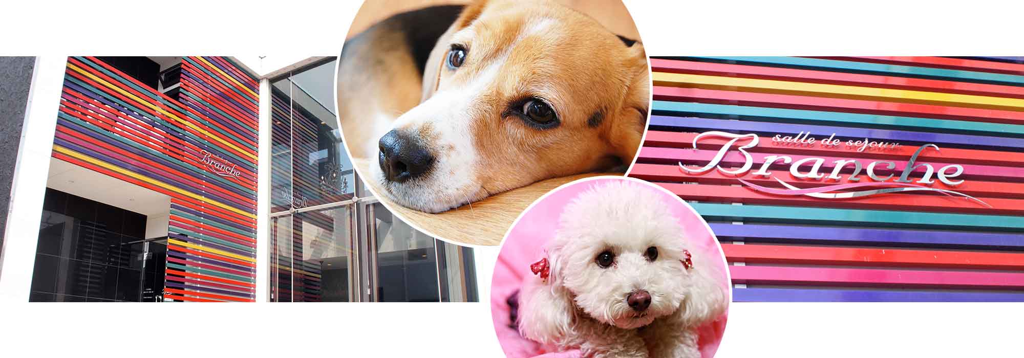 salle de sejour Branche(サル ドゥ セジュール ブランシュ)