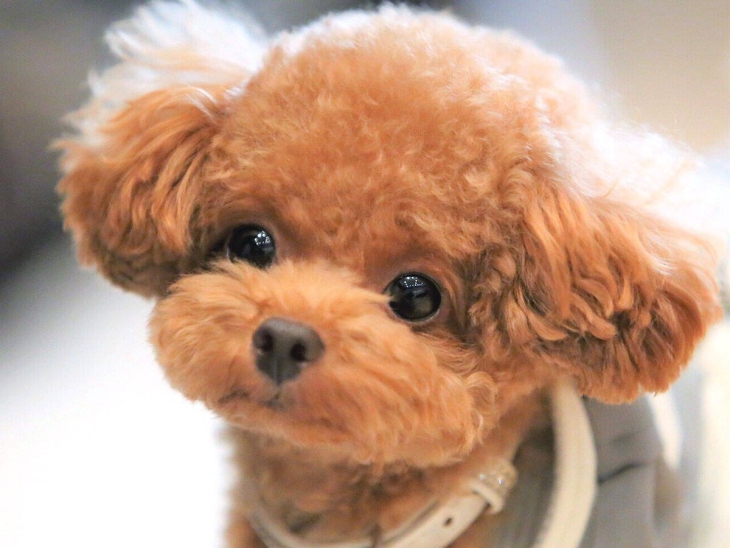 わんわんサロン　takeo